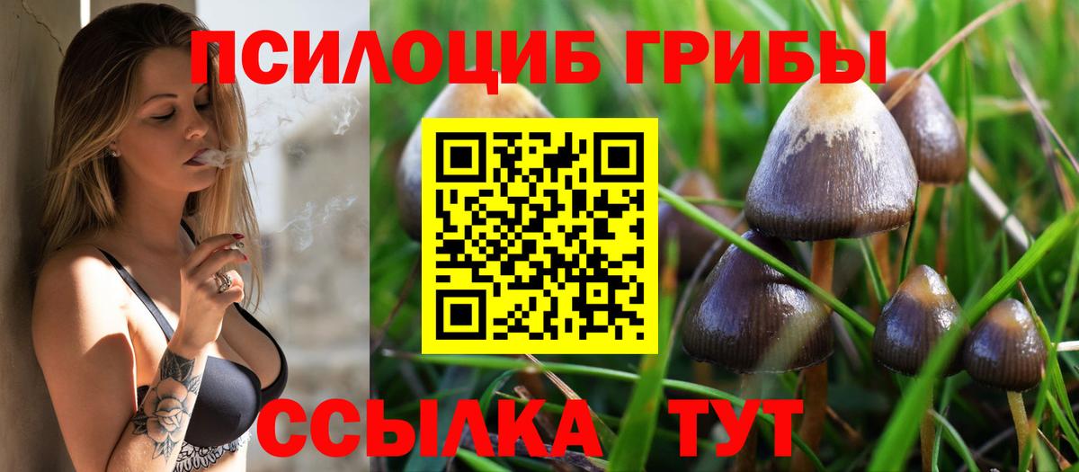 Дербент  Галлюциногенные грибы Cubensis  Вход с VPN 